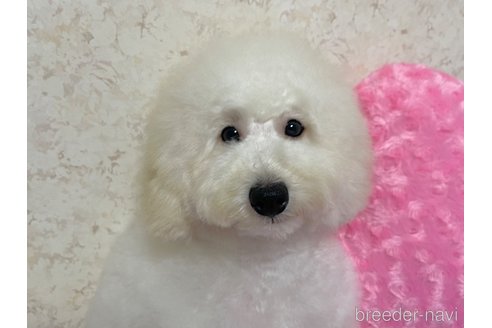 成約済の新潟県のトイプードル-322958の20枚目