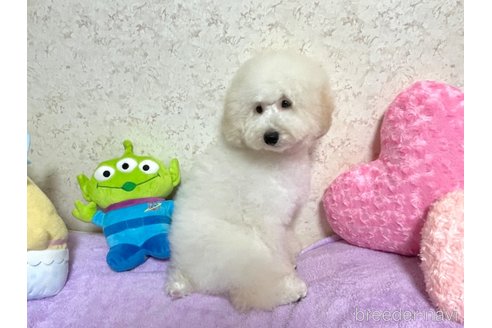 成約済の新潟県のトイプードル-322958の21枚目