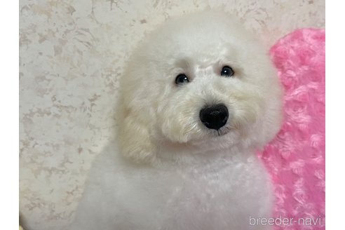 成約済の新潟県のトイプードル-322958の19枚目