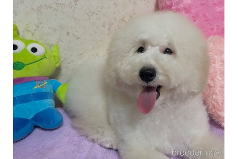 成約済の新潟県のトイプードル-322958の18枚目