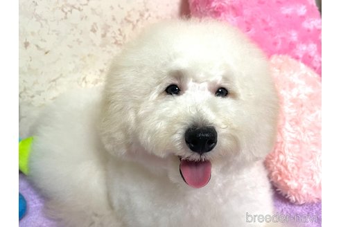 成約済の新潟県のトイプードル-322958の17枚目