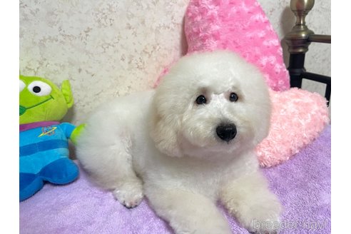 成約済の新潟県のトイプードル-322958の23枚目