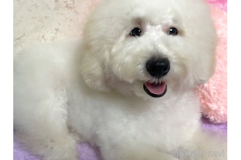 成約済の新潟県のトイプードル-322958の12枚目