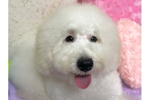 成約済の新潟県のトイプードル-322958の15枚目