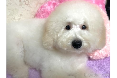 成約済の新潟県のトイプードル-322958の11枚目
