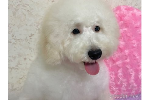 成約済の新潟県のトイプードル-322958の10枚目