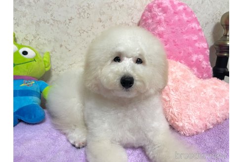 成約済の新潟県のトイプードル-322958の2枚目