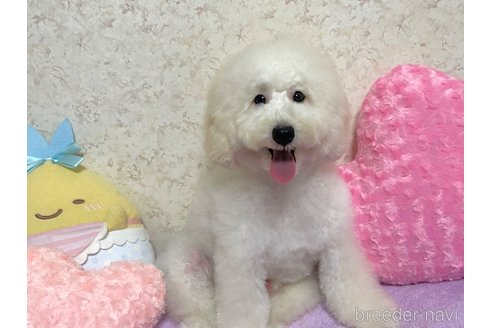 成約済の新潟県のトイプードル-322958の5枚目