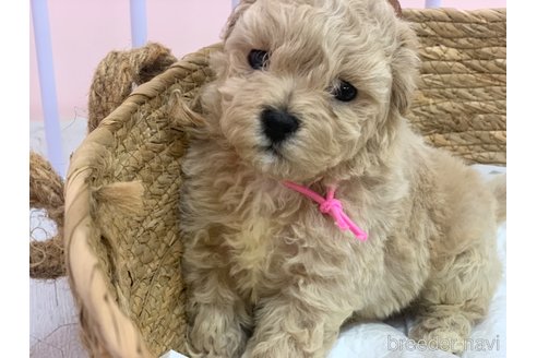 成約済の滋賀県のマルプー:マルチーズ×トイプードル-346387の1枚目