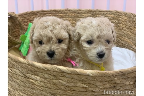 成約済の滋賀県のマルプー:マルチーズ×トイプードル-346387の4枚目