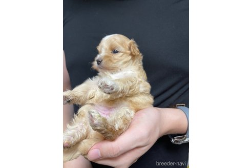 成約済の愛知県のマルプー:マルチーズ×トイプードル-348826の7枚目