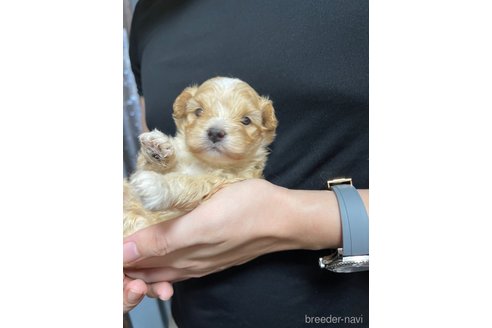 成約済の愛知県のマルプー:マルチーズ×トイプードル-348826の1枚目