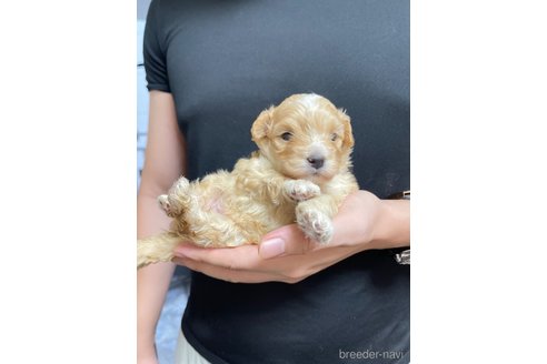 成約済の愛知県のマルプー:マルチーズ×トイプードル-348826の4枚目