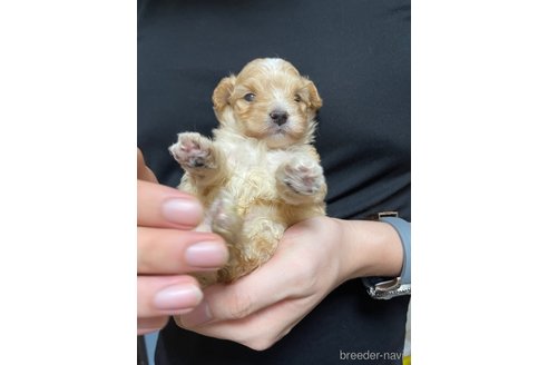 成約済の愛知県のマルプー:マルチーズ×トイプードル-348826の5枚目