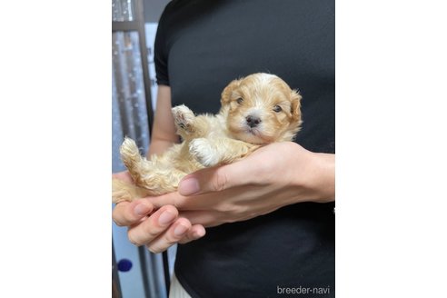 成約済の愛知県のマルプー:マルチーズ×トイプードル-348826の6枚目