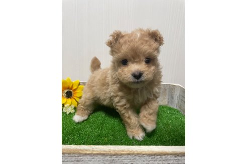 成約済の滋賀県のマルプー:マルチーズ×トイプードル-344406の12枚目