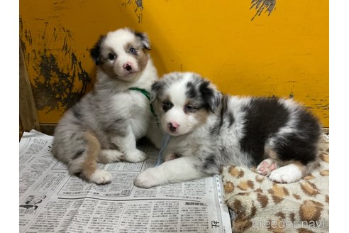 成約済の長野県のオーストラリアンシェパード-342202の13枚目