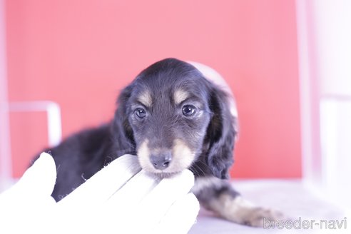 成約済の愛知県のカニンヘンダックスフンド(ロングヘアード)-344694の3枚目