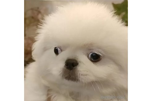 販売中の愛知県のペキニーズ-340935