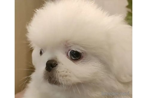 成約済の愛知県のペキニーズ-340935の2枚目