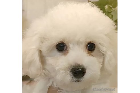 成約済の愛知県のビションフリーゼ-341232の1枚目