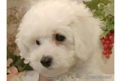 成約済の愛知県のビションフリーゼ-341232の5枚目