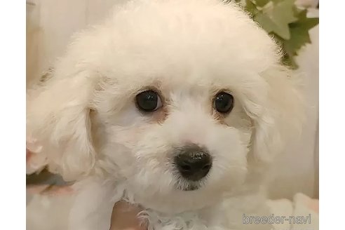 成約済の愛知県のビションフリーゼ-341232の4枚目