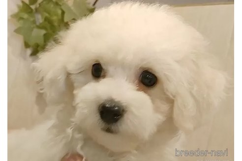 成約済の愛知県のビションフリーゼ-341232の3枚目