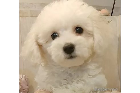 成約済の愛知県のビションフリーゼ-341232の2枚目