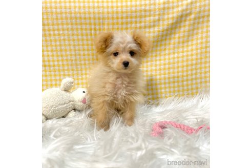 成約済の栃木県のポメプー:ポメラニアン×トイプードル-339475の25枚目