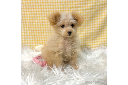成約済の栃木県のポメプー:ポメラニアン×トイプードル-339475の23枚目