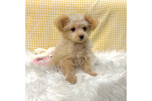 成約済の栃木県のポメプー:ポメラニアン×トイプードル-339475の22枚目