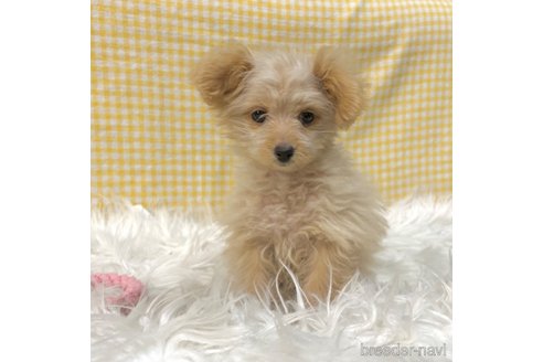 成約済の栃木県のポメプー:ポメラニアン×トイプードル-339475の20枚目