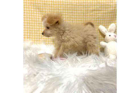 成約済の栃木県のポメプー:ポメラニアン×トイプードル-339475の19枚目