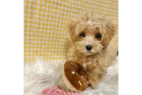 成約済の栃木県のマルプー:マルチーズ×トイプードル-334050の26枚目