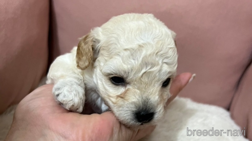 成約済ののミックス犬-346614