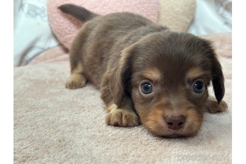 成約済の香川県のチワックス:チワワ×ミニチュアダックスフンド-348914の18枚目