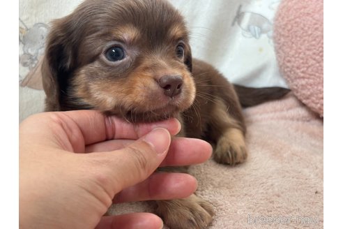成約済の香川県のチワックス:チワワ×ミニチュアダックスフンド-348914の12枚目