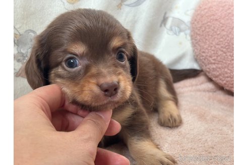 成約済の香川県のチワックス:チワワ×ミニチュアダックスフンド-348914の9枚目