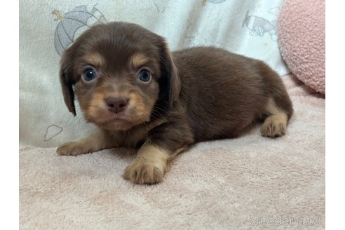 成約済の香川県のチワックス:チワワ×ミニチュアダックスフンド-348914の8枚目