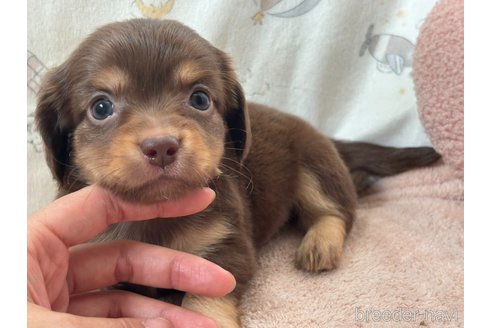 成約済の香川県のチワックス:チワワ×ミニチュアダックスフンド-348914の7枚目