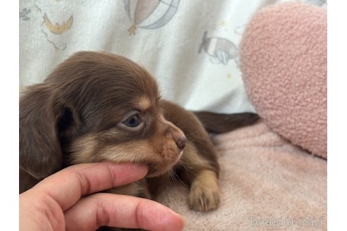 成約済の香川県のチワックス:チワワ×ミニチュアダックスフンド-348914の6枚目