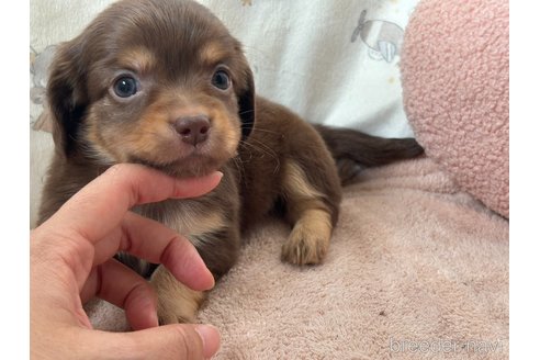 成約済の香川県のチワックス:チワワ×ミニチュアダックスフンド-348914の4枚目