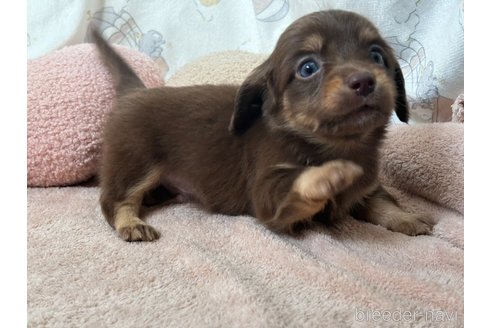成約済の香川県のチワックス:チワワ×ミニチュアダックスフンド-348915の13枚目
