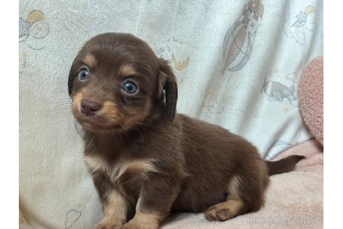 成約済の香川県のチワックス:チワワ×ミニチュアダックスフンド-348915の3枚目