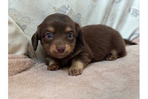 成約済の香川県のチワックス:チワワ×ミニチュアダックスフンド-348915の4枚目