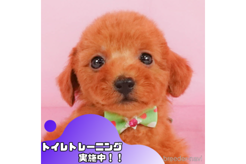 成約済ののトイプードル-348926