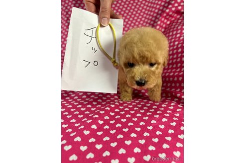 成約済の北海道のミックス犬-348929の3枚目