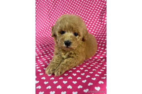 成約済の北海道のミックス犬-348929の2枚目