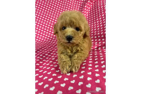 成約済の北海道のミックス犬-348929の1枚目